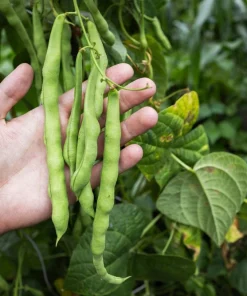50 Iron Clay Cowpea Seeds - Forage Food Plot & Soil Builder - Image 1