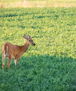 50 Iron Clay Cowpea Seeds - Forage Food Plot & Soil Builder - Image 7