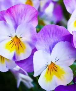 50 Johnny Jump Up Viola Tricolor Flower Seeds - Easy Grow - Image 2