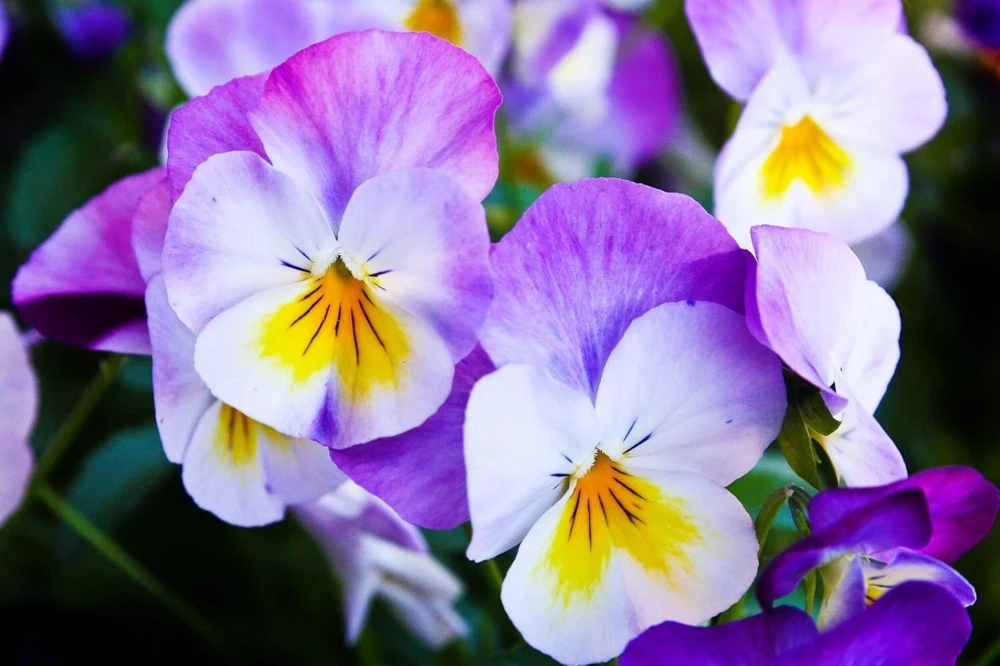 50 Johnny Jump Up Viola Tricolor Flower Seeds - Easy Grow - Image 2