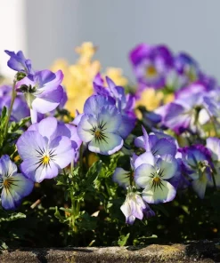 50 Johnny Jump Up Viola Tricolor Flower Seeds - Easy Grow - Image 3