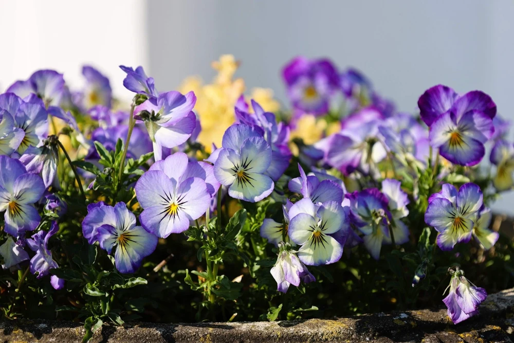 50 Johnny Jump Up Viola Tricolor Flower Seeds - Easy Grow - Image 3