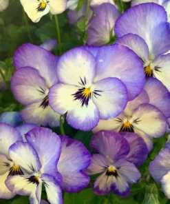 50 Johnny Jump Up Viola Tricolor Flower Seeds - Easy Grow - Image 4