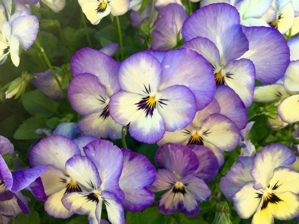 50 Johnny Jump Up Viola Tricolor Flower Seeds - Easy Grow - Image 4