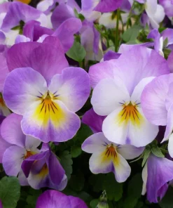 50 Johnny Jump Up Viola Tricolor Flower Seeds - Easy Grow - Image 5