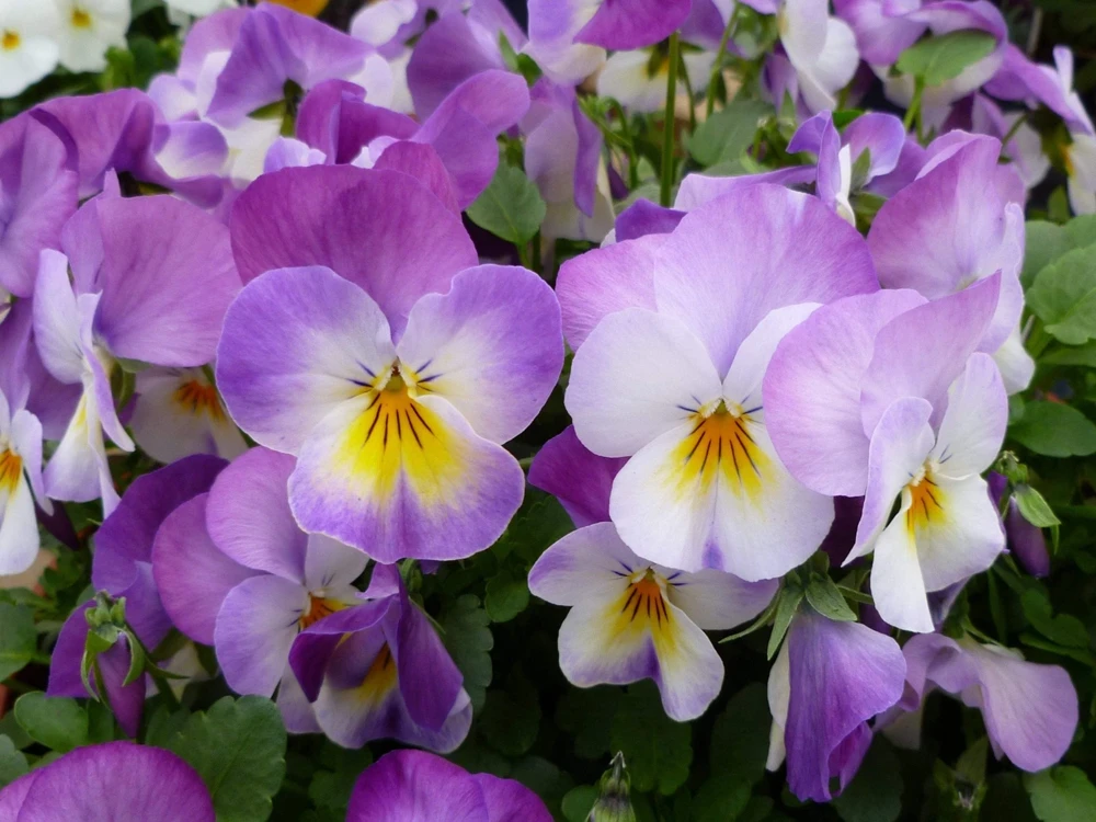 50 Johnny Jump Up Viola Tricolor Flower Seeds - Easy Grow - Image 5