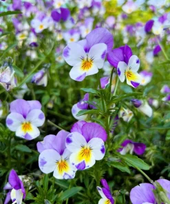 50 Johnny Jump Up Viola Tricolor Flower Seeds - Easy Grow - Image 6