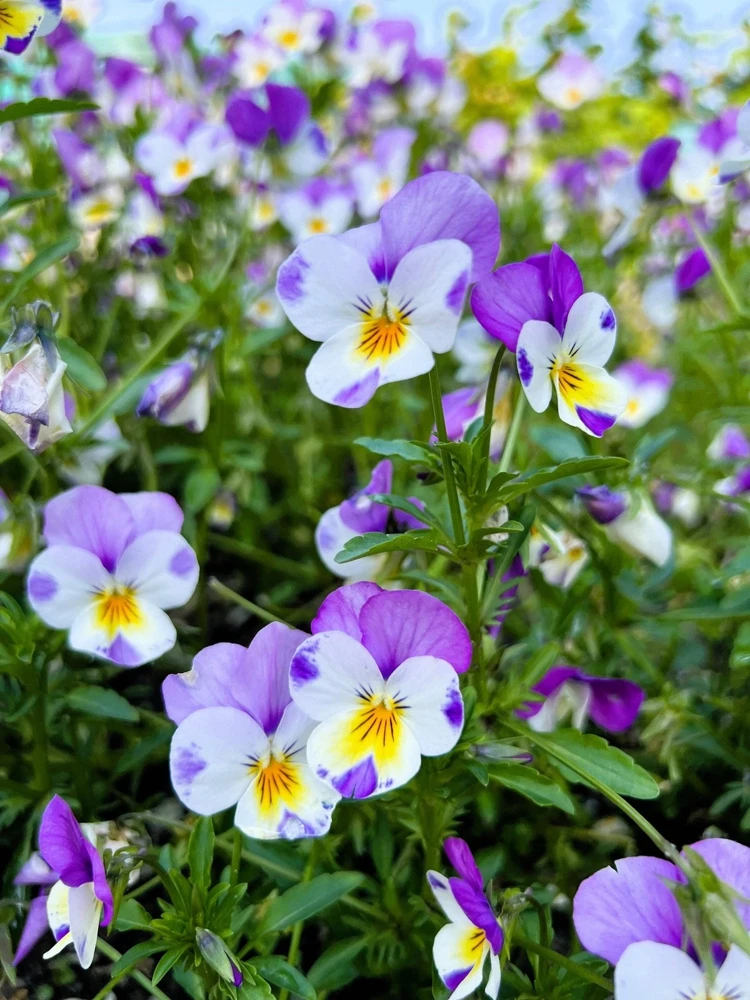50 Johnny Jump Up Viola Tricolor Flower Seeds - Easy Grow - Image 6