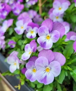 50 Johnny Jump Up Viola Tricolor Flower Seeds - Easy Grow - Image 7