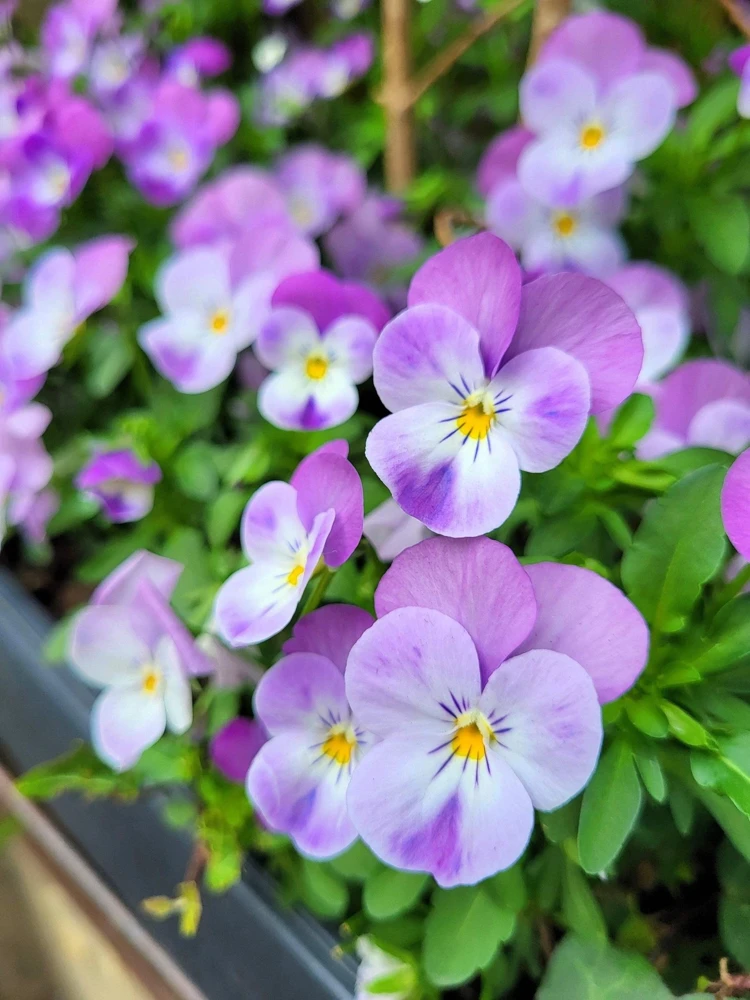 50 Johnny Jump Up Viola Tricolor Flower Seeds - Easy Grow - Image 7