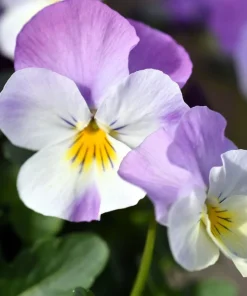 50 Johnny Jump Up Viola Tricolor Flower Seeds - Easy Grow - Image 8