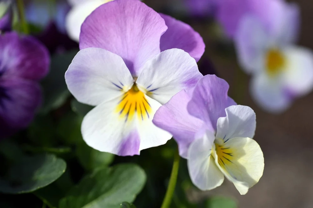 50 Johnny Jump Up Viola Tricolor Flower Seeds - Easy Grow - Image 8