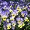 50 Johnny Jump Up Viola Tricolor Flower Seeds - Easy Grow - Image 1