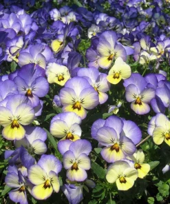 50 Johnny Jump Up Viola Tricolor Flower Seeds - Easy Grow - Image 1