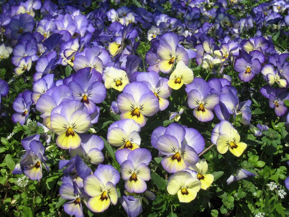 50 Johnny Jump Up Viola Tricolor Flower Seeds - Easy Grow - Image 1