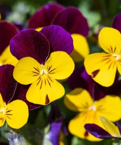 50 Johnny Jump Up Violet Viola Tricolor Flower Seeds - Dark Purple Blooms - Image 1