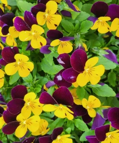 50 Johnny Jump Up Violet Viola Tricolor Flower Seeds - Dark Purple Blooms - Image 7