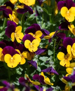 50 Johnny Jump Up Violet Viola Tricolor Flower Seeds - Dark Purple Blooms - Image 8