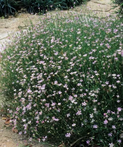50 Light Pink Tunic Flower Seeds - Petrorhagia Saxifraga - Saxifrage Flower - Image 2