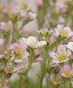 50 Light Pink Tunic Flower Seeds - Petrorhagia Saxifraga - Saxifrage Flower - Image 3