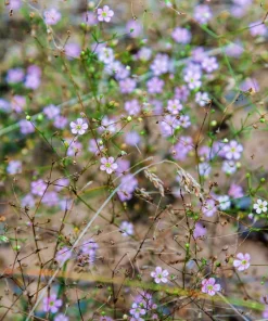 50 Light Pink Tunic Flower Seeds - Petrorhagia Saxifraga - Saxifrage Flower - Image 4