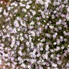 50 Light Pink Tunic Flower Seeds - Petrorhagia Saxifraga - Saxifrage Flower - Image 1