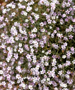 50 Light Pink Tunic Flower Seeds - Petrorhagia Saxifraga - Saxifrage Flower - Image 1