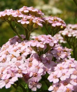 50 Love Parade Yarrow Seeds - Achillea Sibirica Pale Pink Flowers - Image 2