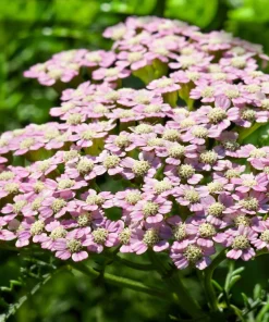 50 Love Parade Yarrow Seeds - Achillea Sibirica Pale Pink Flowers - Image 3