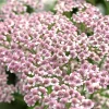 50 Love Parade Yarrow Seeds - Achillea Sibirica Pale Pink Flowers - Image 1