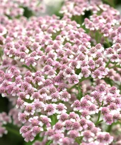 50 Love Parade Yarrow Seeds - Achillea Sibirica Pale Pink Flowers - Image 1
