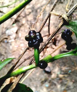 50 Malabar Spinach Seeds - Ceylon Basella Alba Vegetable Seeds for Garden - Image 10