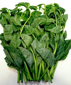 50 Malabar Spinach Seeds - Ceylon Basella Alba Vegetable Seeds for Garden - Image 11
