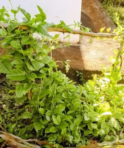 50 Malabar Spinach Seeds - Ceylon Basella Alba Vegetable Seeds for Garden - Image 2