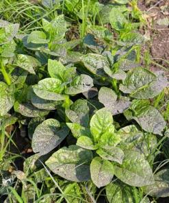 50 Malabar Spinach Seeds - Ceylon Basella Alba Vegetable Seeds for Garden - Image 3
