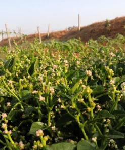 50 Malabar Spinach Seeds - Ceylon Basella Alba Vegetable Seeds for Garden - Image 4