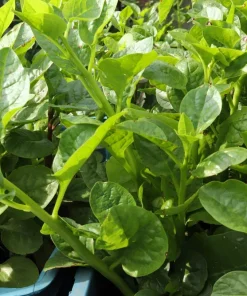 50 Malabar Spinach Seeds - Ceylon Basella Alba Vegetable Seeds for Garden - Image 5