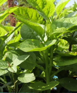 50 Malabar Spinach Seeds - Ceylon Basella Alba Vegetable Seeds for Garden - Image 6