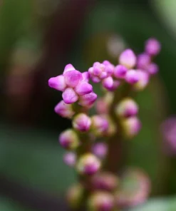 50 Malabar Spinach Seeds - Ceylon Basella Alba Vegetable Seeds for Garden - Image 7