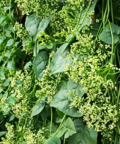 50 Malabar Spinach Seeds - Ceylon Basella Alba Vegetable Seeds for Garden - Image 8