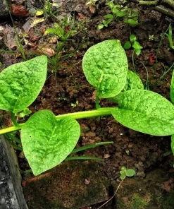 50 Malabar Spinach Seeds - Ceylon Basella Alba Vegetable Seeds for Garden - Image 9