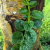 50 Malabar Spinach Seeds - Ceylon Basella Alba Vegetable Seeds for Garden - Image 1