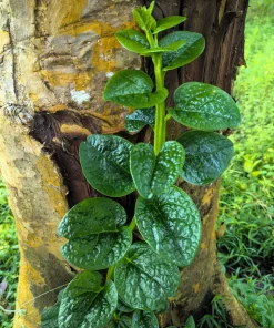 50 Malabar Spinach Seeds - Ceylon Basella Alba Vegetable Seeds for Garden - Image 1