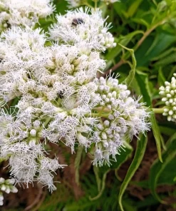 50 Mixed Colors Joe Pye Weed Seeds - Eupatorium Maculatum Flower Seeds - Image 11
