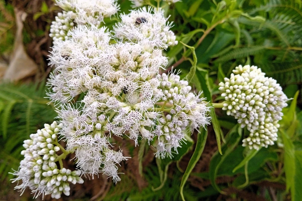 50 Mixed Colors Joe Pye Weed Seeds - Eupatorium Maculatum Flower Seeds - Image 11
