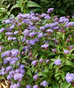 50 Mixed Colors Joe Pye Weed Seeds - Eupatorium Maculatum Flower Seeds - Image 12