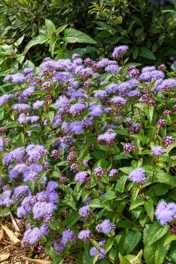 50 Mixed Colors Joe Pye Weed Seeds - Eupatorium Maculatum Flower Seeds - Image 12