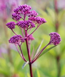 50 Mixed Colors Joe Pye Weed Seeds - Eupatorium Maculatum Flower Seeds - Image 13