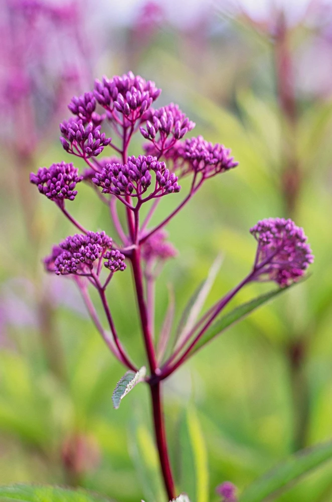 50 Mixed Colors Joe Pye Weed Seeds - Eupatorium Maculatum Flower Seeds - Image 13