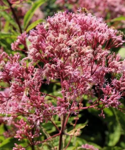 50 Mixed Colors Joe Pye Weed Seeds - Eupatorium Maculatum Flower Seeds - Image 14